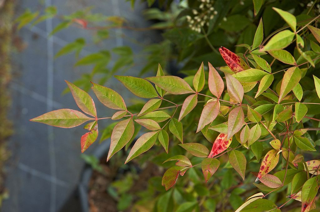 CC- Nandina