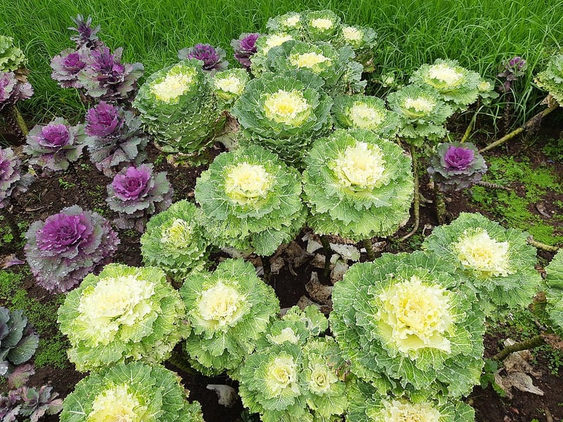 CC-Ornamental Cabbage