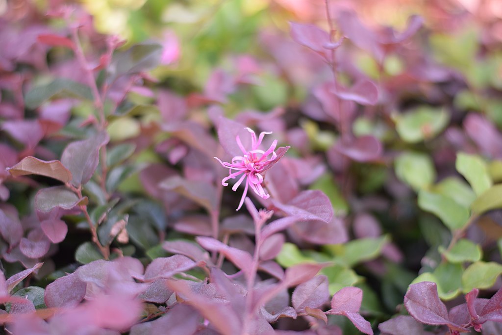 CC-Purple Diamond Loropetalum