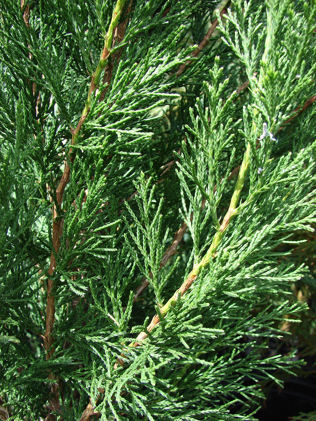 7 Texas Evergreen Shrubs Perfect for Your North Texas Landscape