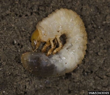 Grubs in North Texas: Protecting Your Lawn From This Destructive Pest