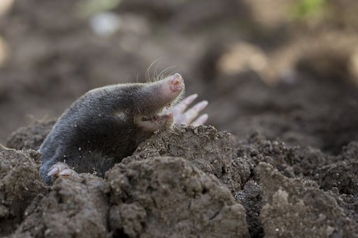  lawn mole