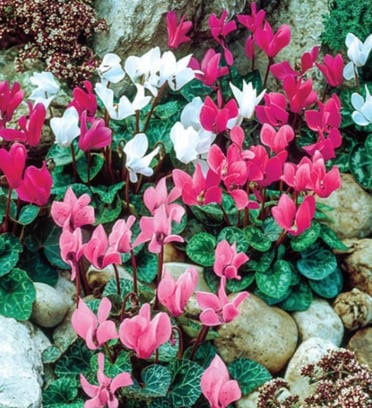 Cyclamen Mix 