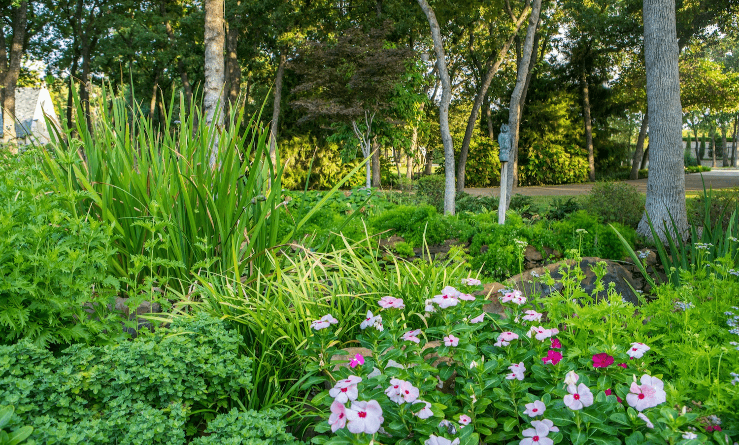 plants-flowers-water-pond-trees