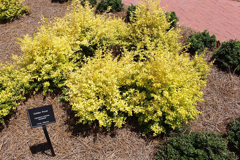 Sunshine Ligustrum