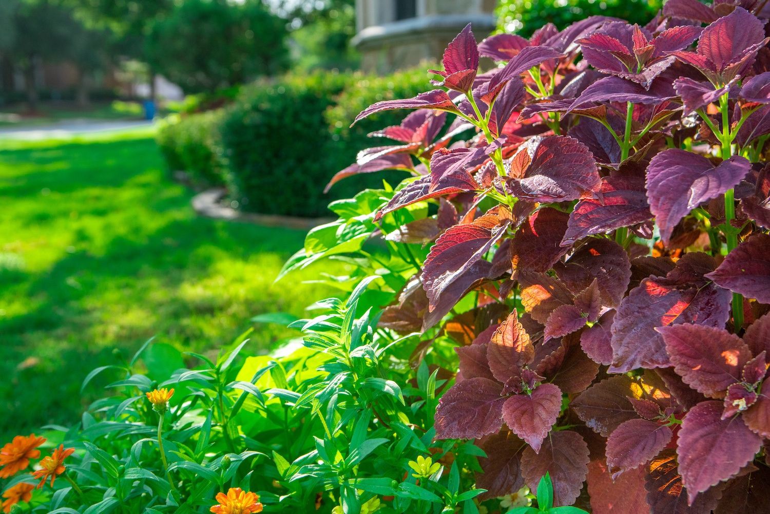 plants-leaves-grass-shrubs