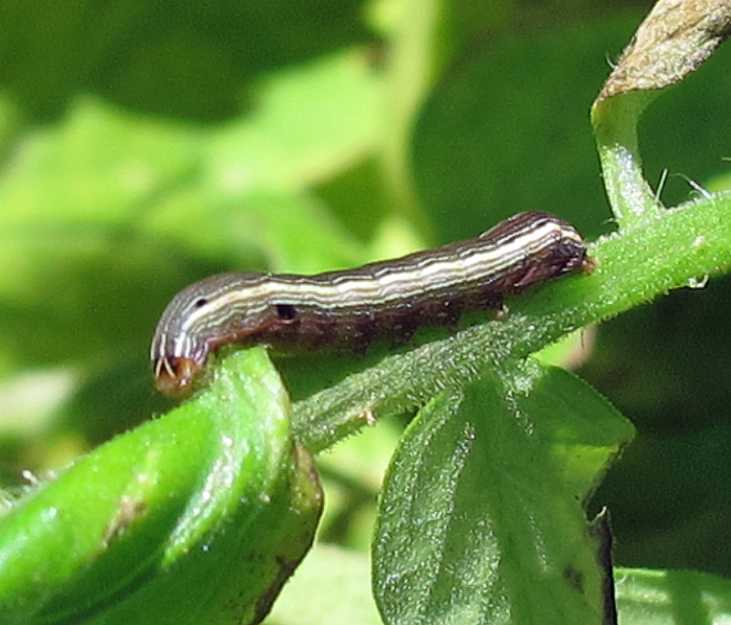 Armyworms: Understanding this Foe & How to Defend Your Grass in North Texas