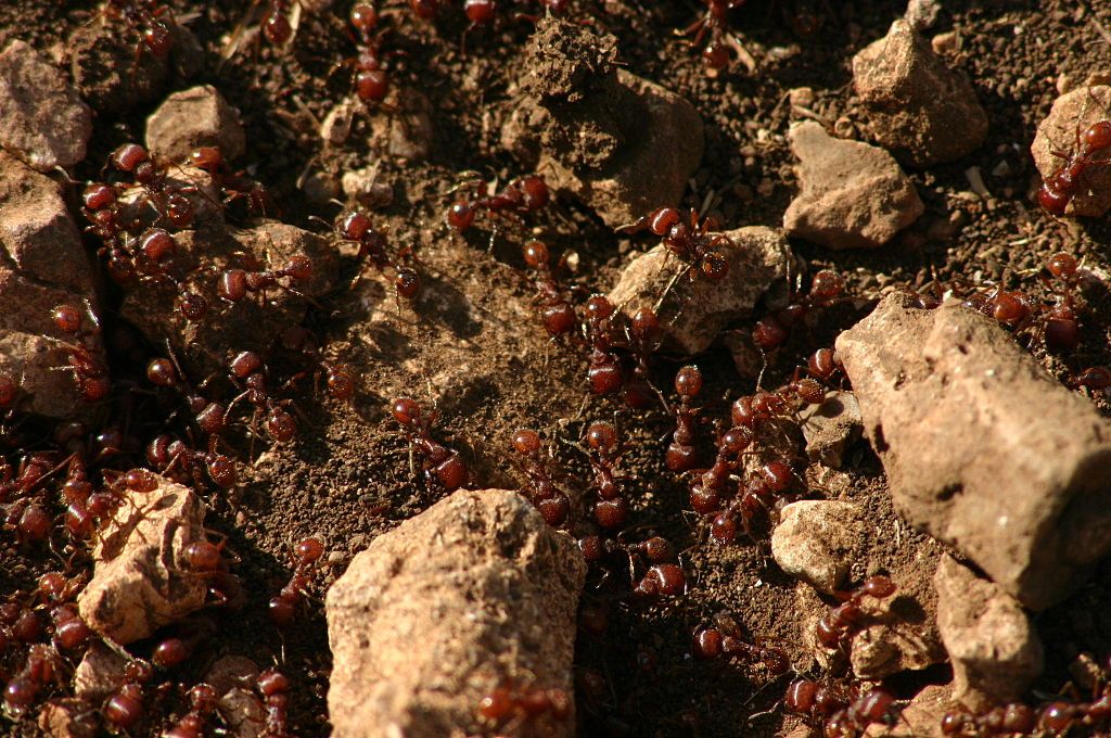 4 Important Fire Ant Facts & Control Tips for Northern TX