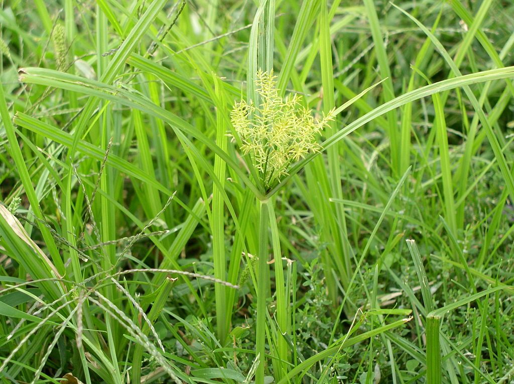 Going Nuts from Nutsedge in Your North TX Lawn? Here's How to Control this Persistent Weed