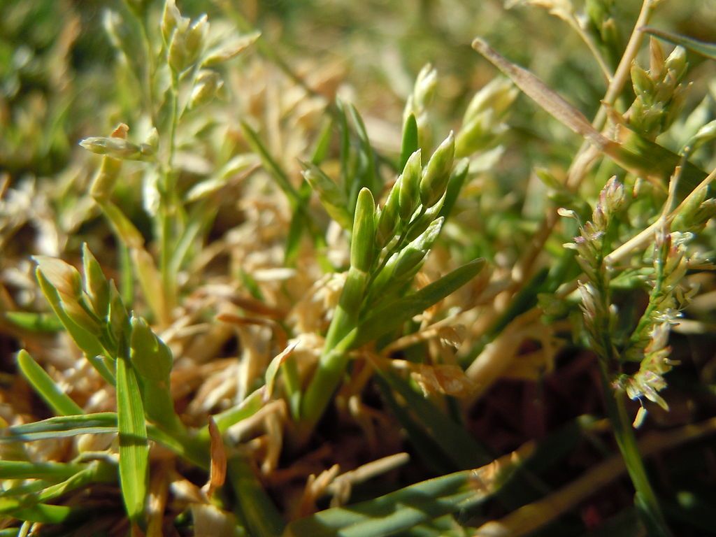 Poa Annua AKA Annual Bluegrass & Your North TX Lawn