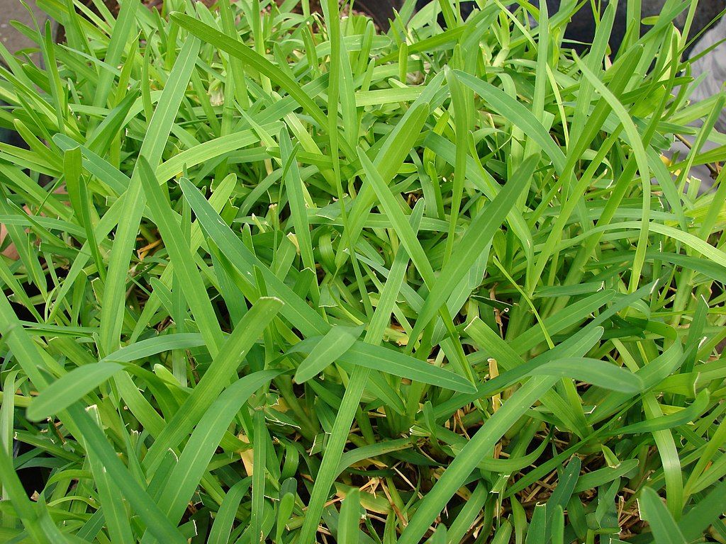 St. Augustine Grass Care Guide For North Texas Homeowners