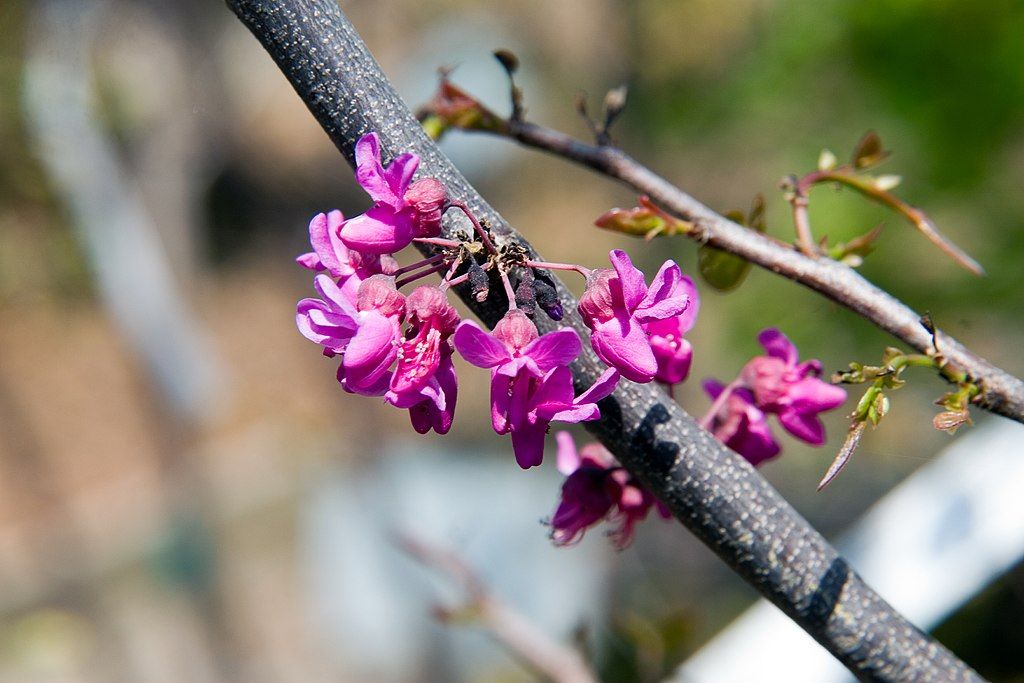 Best Low-Maintenance Trees & Shrubs Perfect for Flower Mound, Highland Village, or West Plano, TX