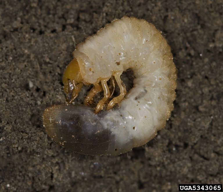 Grubs in North Texas: Protecting Your Lawn From This Destructive Pest