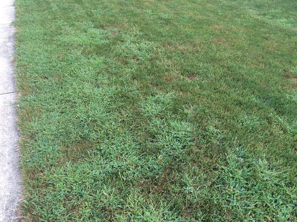 Everything’s Bigger in Texas, Including Your Crabgrass Problem