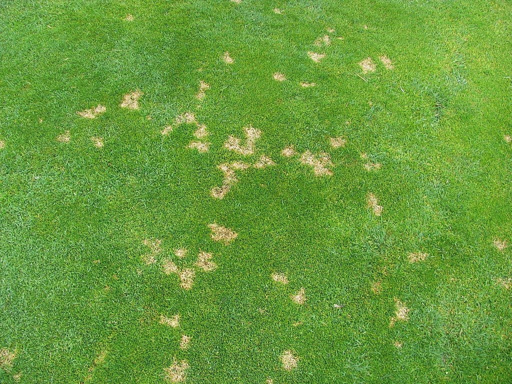 North Texas Turf Disease Tips: Understanding Identifying Fungus and Disease Control Options