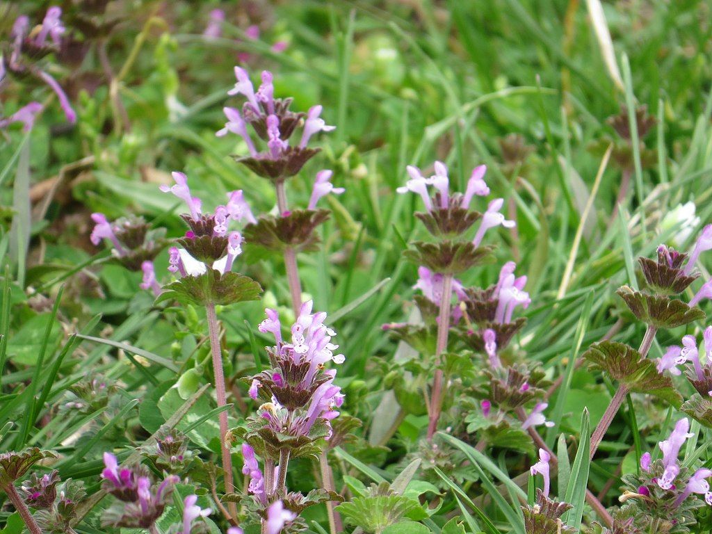 Texas Winter Lawn Weeds and What To Do About Them