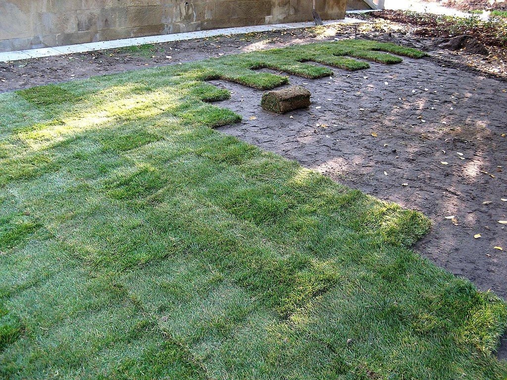 The Path to New Grass: Sodding vs. Seeding for North Texas Lawns