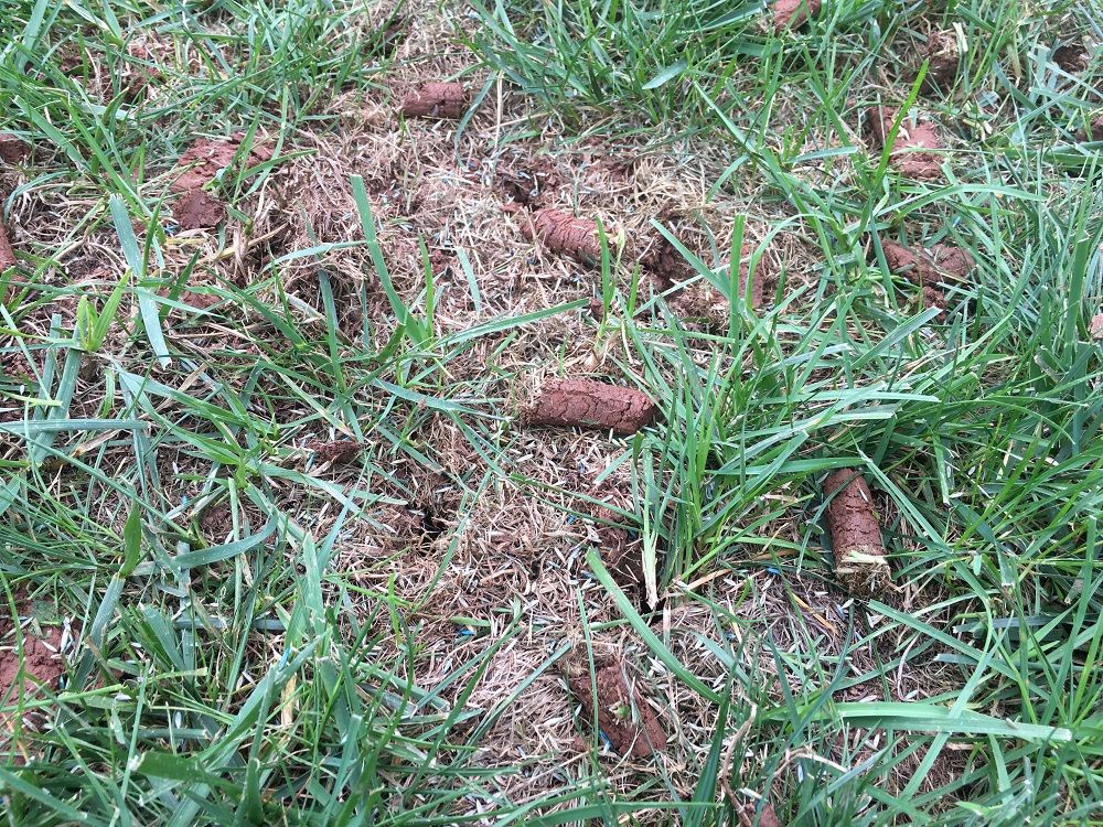 DIY Lawn Aeration vs. Hiring a Professional: What North Texas Homeowners Should Know