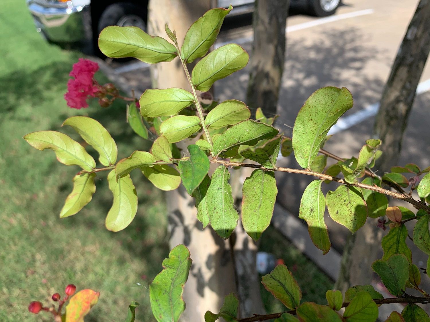 Understanding Crape Myrtle Bark Scale & Protecting Your Landscaping in Flower Mound, Highland Village, or Lewisville, TX