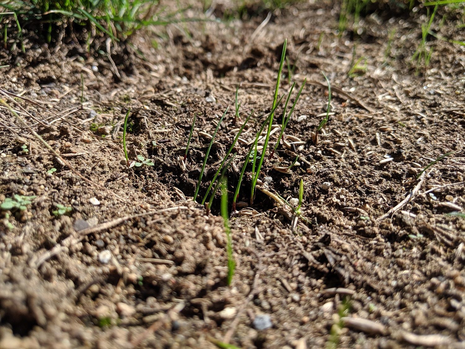 Fixing Bad Lawn Soil in Northern TX: 5 Tips for Homeowners