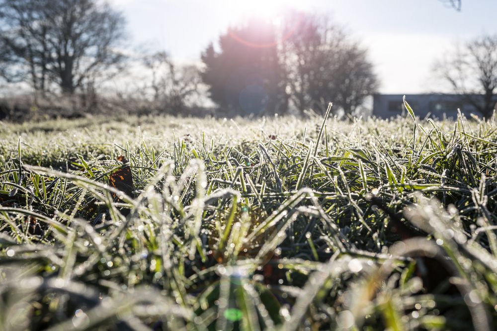 All You Need To Know About Winter Lawn Care In Texas