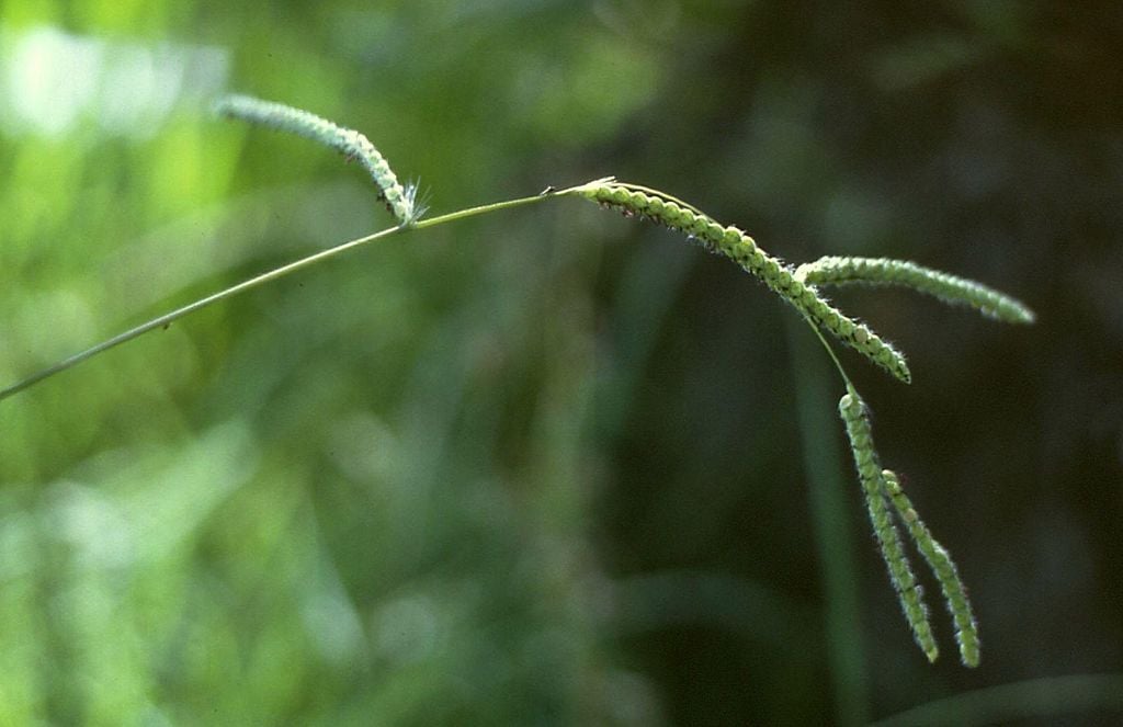 How to Control Dallisgrass Weeds