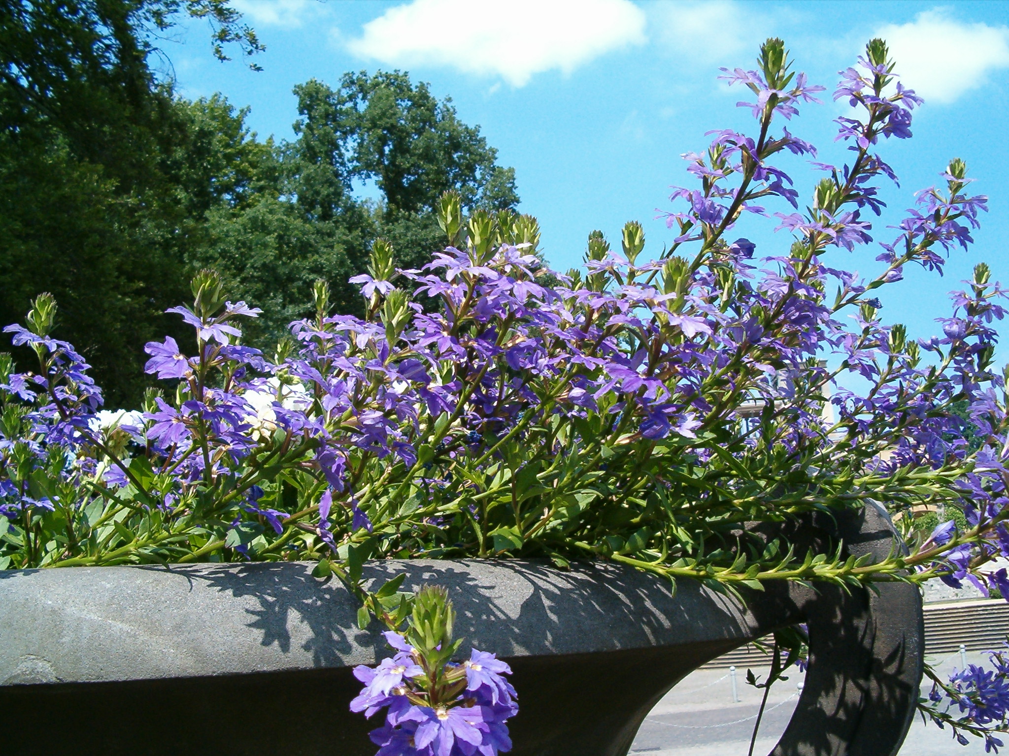 14 Best Low Maintenance Plants for Commercial Landscapes in Texas