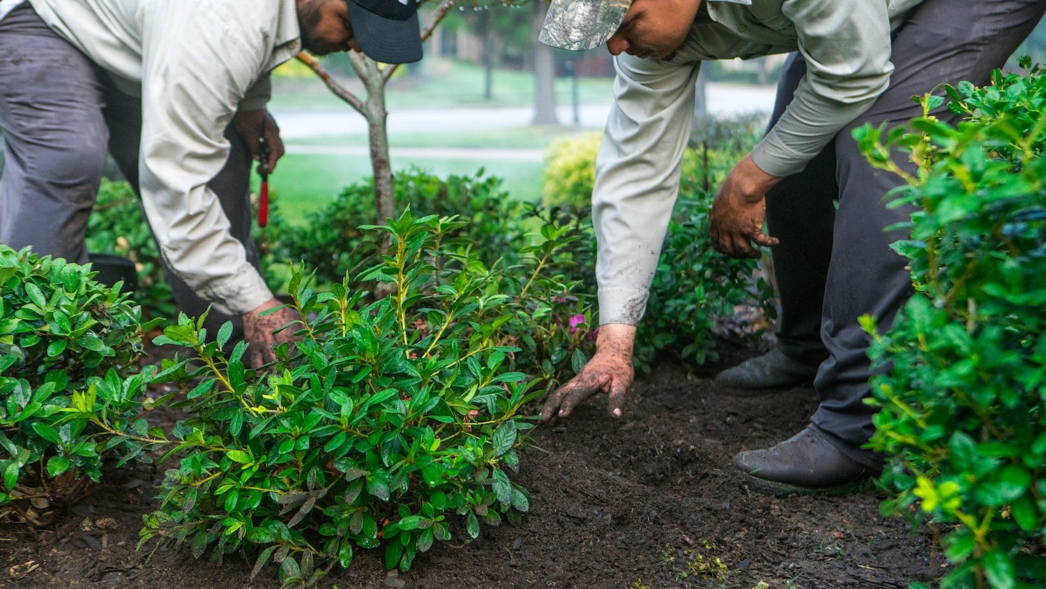 The Importance of Proper Plant Placement on Commercial Properties