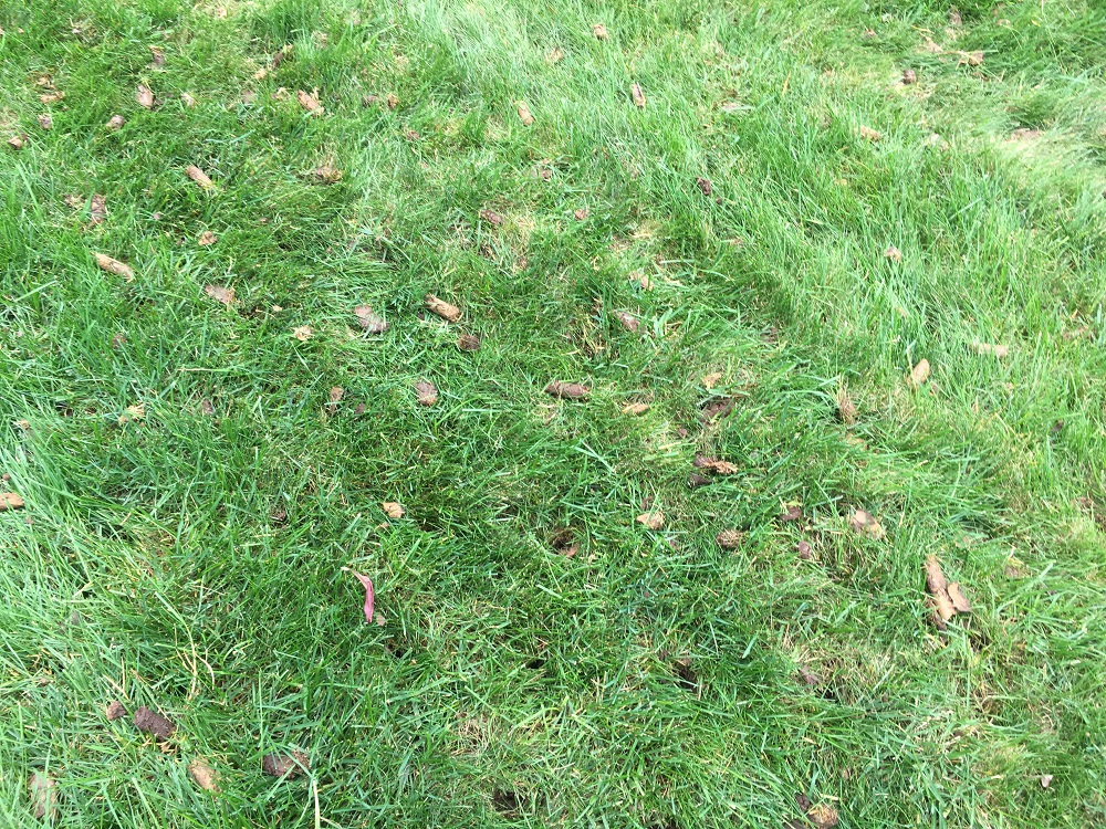 5 Signs Your Lawn Needs Professional Aeration in North Texas